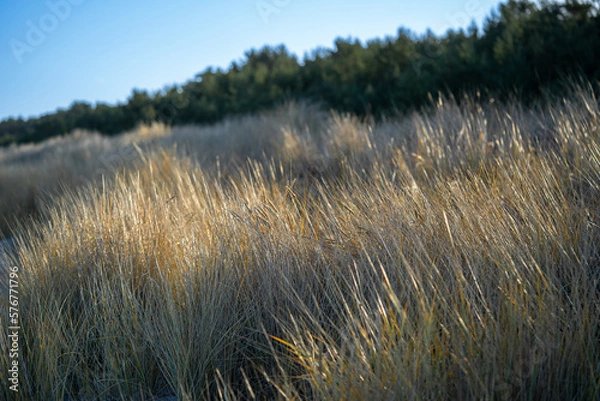 Fototapeta Ostsee Landschaft