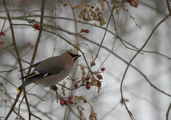 Obraz cedar waxwing