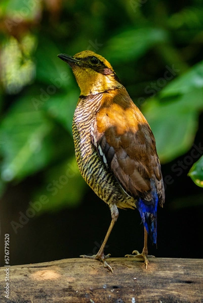 Fototapeta The Javan banded pitta (Hydrornis guajanus) is a species of bird in the family Pittidae. It is found in Java and Bali. It was formerly considered ...
