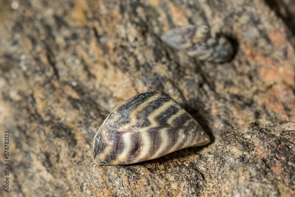 Obraz Zebra Mussel - Dreissena polymorpha