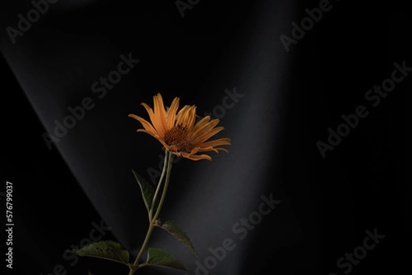 Obraz small yellow flower daisy on dark background