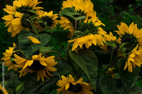 Fototapeta Słoneczniki