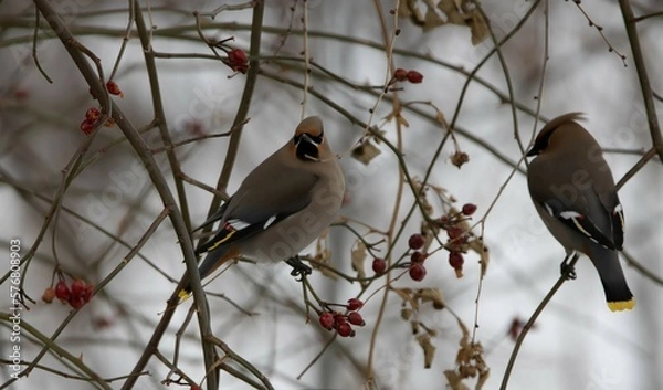 Obraz cedar waxwing couple