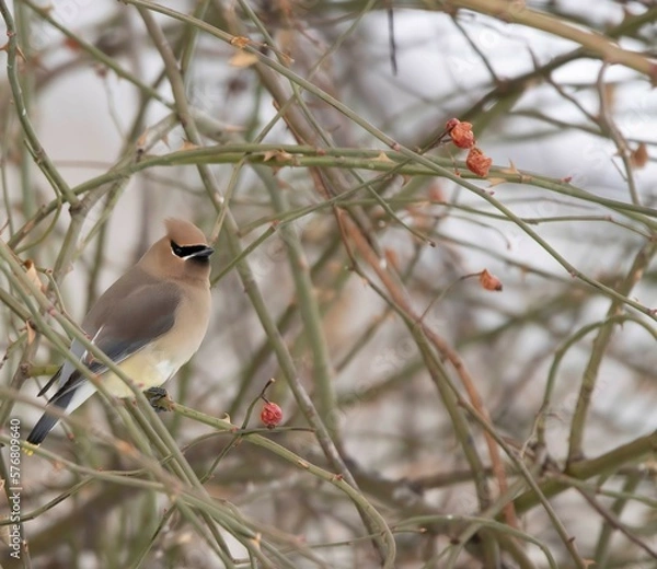 Obraz cedar waxwing