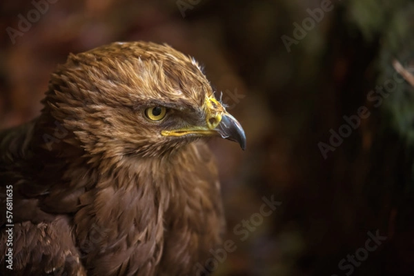 Obraz Aquila pomarina, Lesser spotted eagle