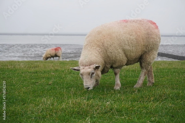 Obraz Schaf auf einer Weide am Meer