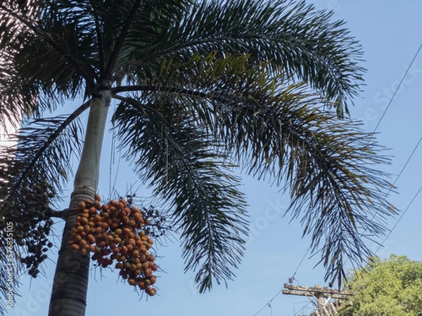 Fototapeta Syagrus romanzoffiana with fruits, called queen palm or cocos palm. In Brazilian Portuguese it is called Jeriva. Palm tree native to South America.