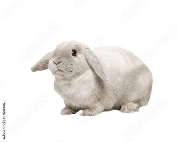 Fototapeta Gray fold rabbit isolate, sitting