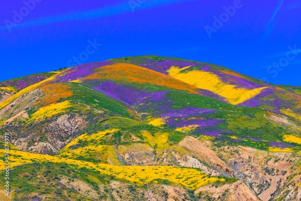 Obraz California wildflower super bloom in Carrizo Plain National Monument - one of the best place to see wildflowers 
