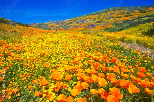 Obraz California wildflower super bloom at Diamond Valley Lake in Riverside County, one of the best place to see poppies, lupines and other colorful wildflowers