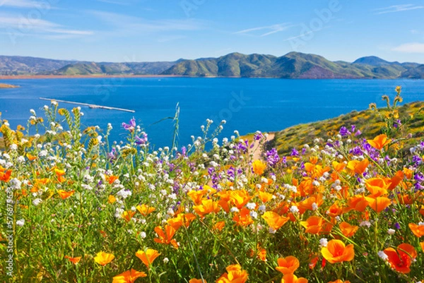 Obraz California wildflower super bloom at Diamond Valley Lake in Riverside County, one of the best place to see poppies, lupines and other colorful wildflowers