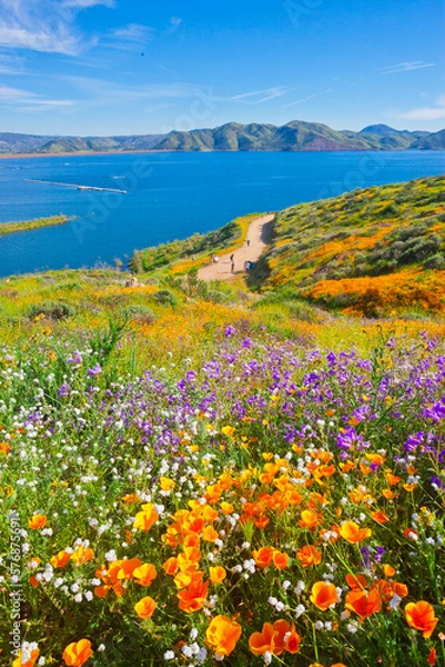 Obraz California wildflower super bloom at Diamond Valley Lake in Riverside County, one of the best place to see poppies, lupines and other colorful wildflowers