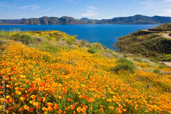 Obraz California wildflower super bloom at Diamond Valley Lake in Riverside County, one of the best place to see poppies, lupines and other colorful wildflowers