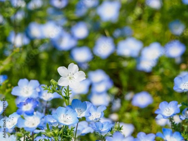 Fototapeta 春の花畑にネモフィラの白い花
