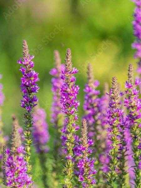 Fototapeta Summer Flowering Purple Loosestrife, Lythrum tomentosum on a green blured background.