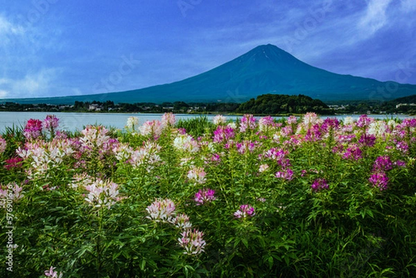 Fototapeta 河口湖から富士山とクレオメ