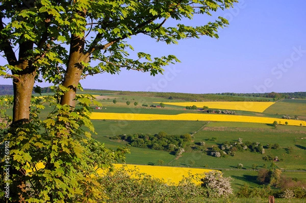 Obraz Ahorn vor Rapsfeldern