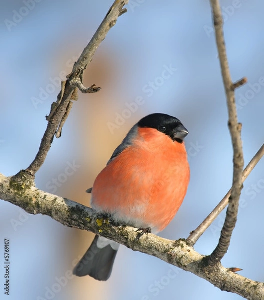 Obraz Eurasian Bullfinch ( Pyrrhula pyrrhula )