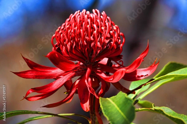Obraz Australijski Waratah