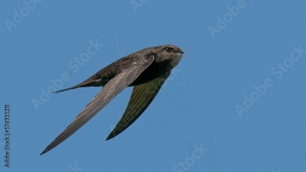 Obraz Swift in flight /Apodidae