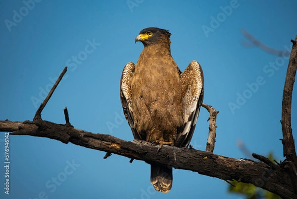 Obraz Crested serpent eagle perched on branch