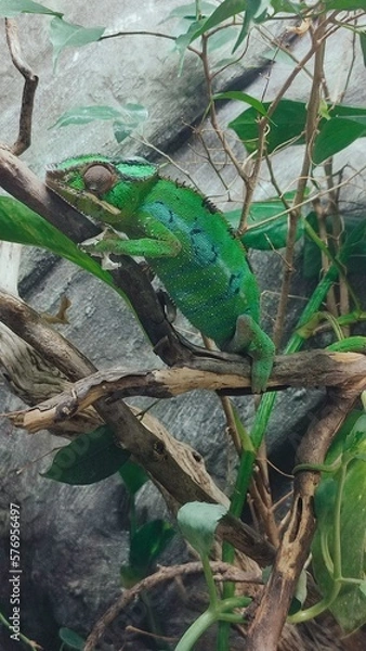 Fototapeta Chamaleon on the tree