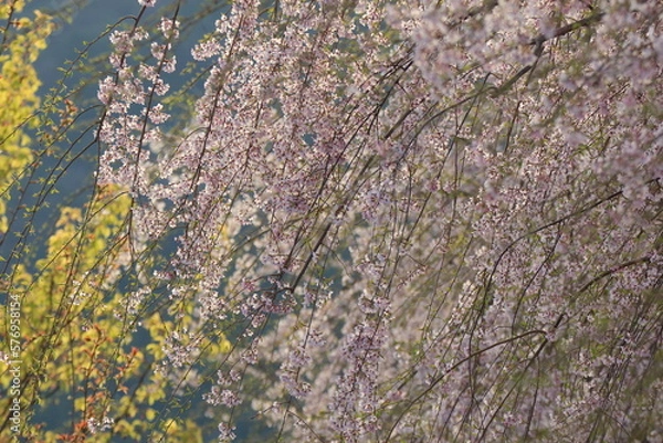 Obraz しだれ桜