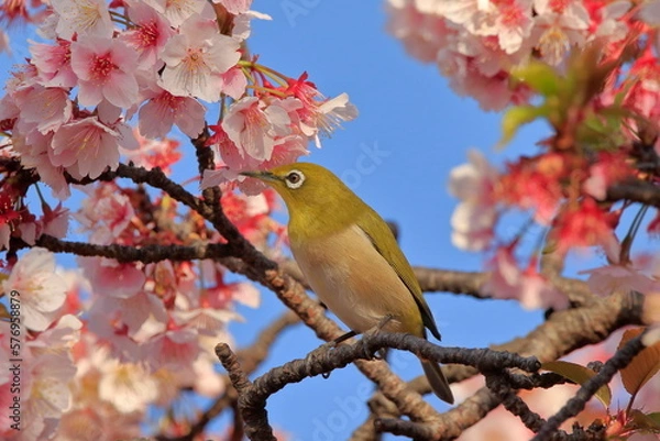 Obraz メジロと桜