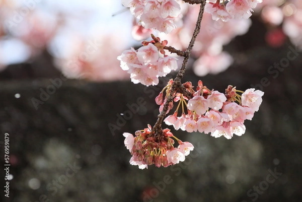 Obraz 早咲きの桜