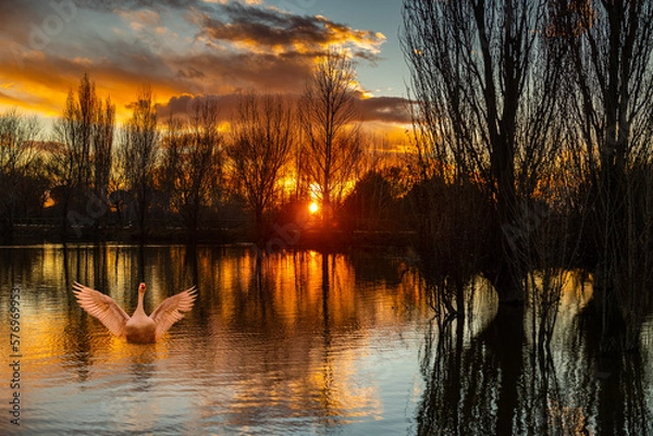 Fototapeta Estanque cisne