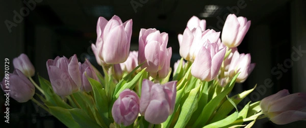 Obraz pink tulips on a black background