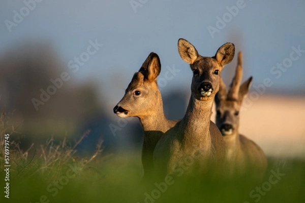 Fototapeta Chevreuil