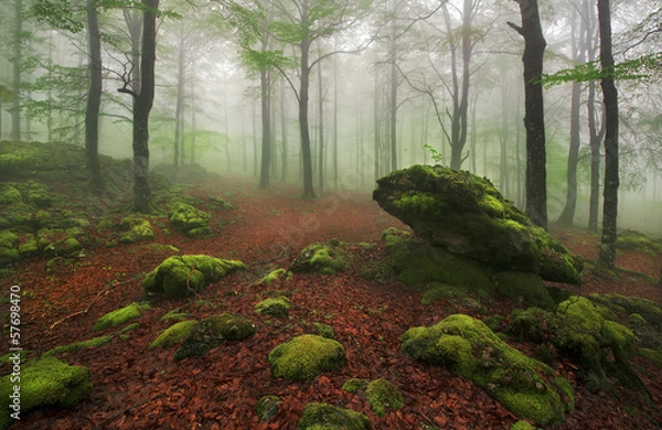 Fototapeta Misty forest