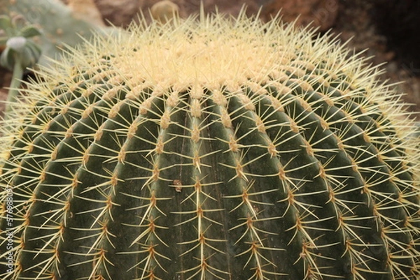 Obraz green golden barrel cactus , spine detail rows,  Echinocactus grusonii