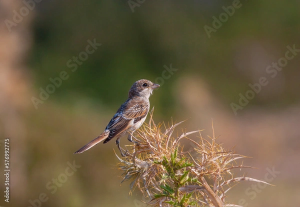 Fototapeta bird looking around  in woodland, Woodchat Shrike, Lanius senator