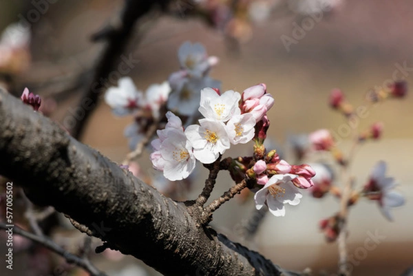 Fototapeta さくら