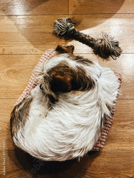 Obraz puppy is sleeping