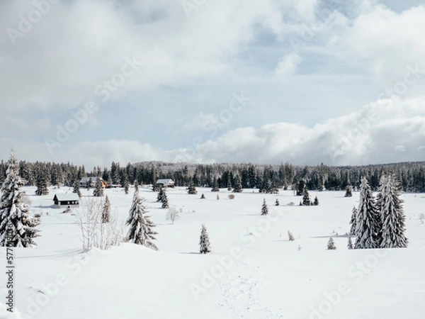 Obraz snow covered trees