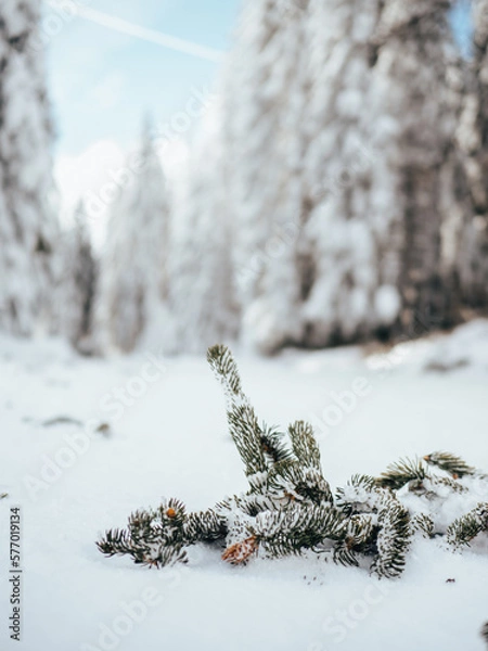 Obraz snow covered tree