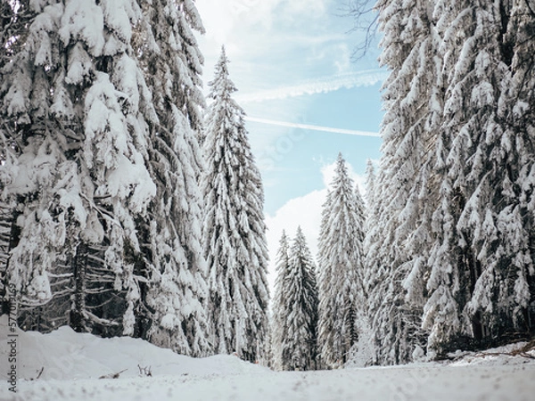 Obraz snow covered trees