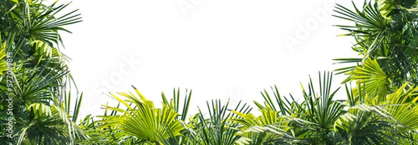 Obraz overlay frame from fresh green jungle palm leaves on transparent background