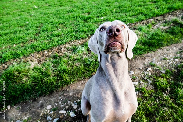 Obraz Weimaraner with funny face expression