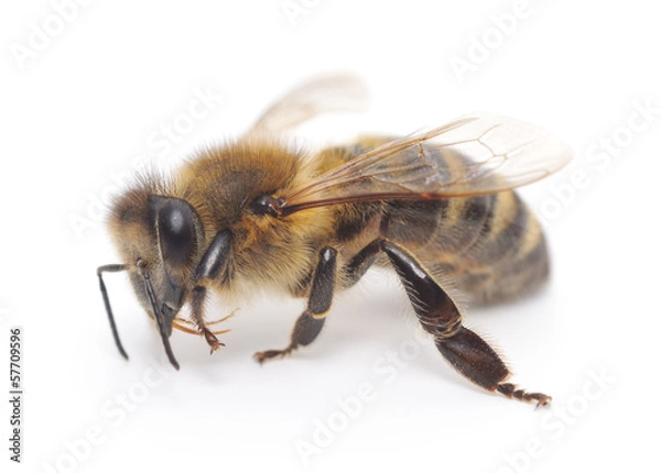 Fototapeta honeybee