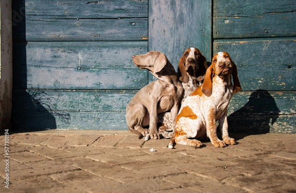 Obraz puppy moving his first step outside