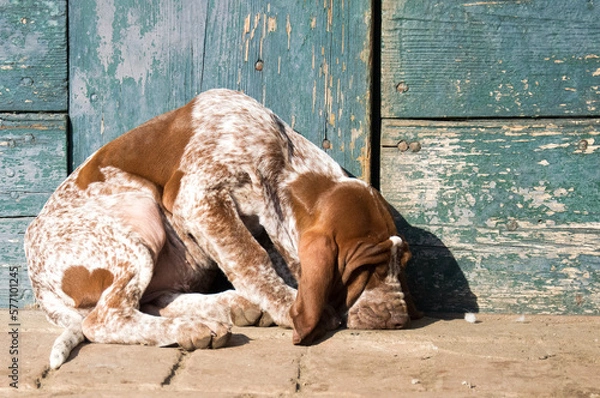 Obraz puppy moving his first step outside