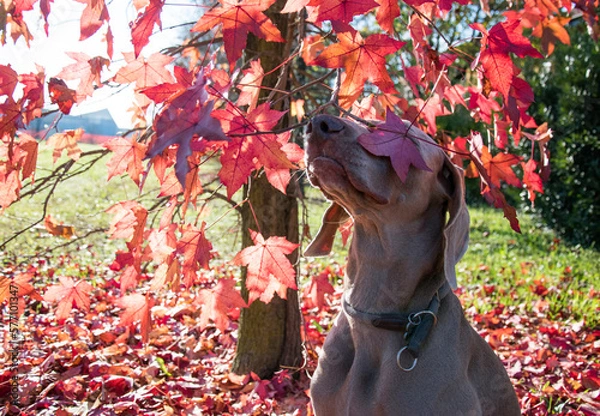 Obraz dog hiding with flowers