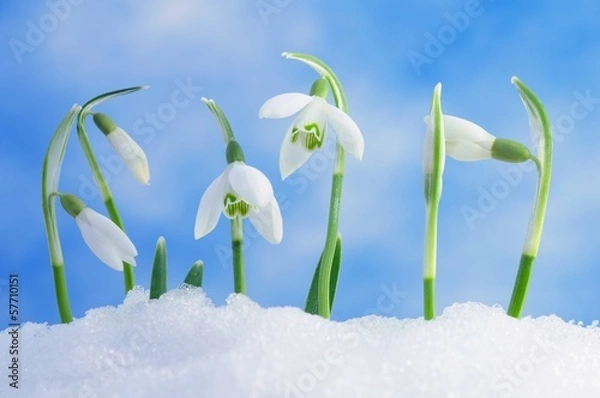Obraz Snowdrops