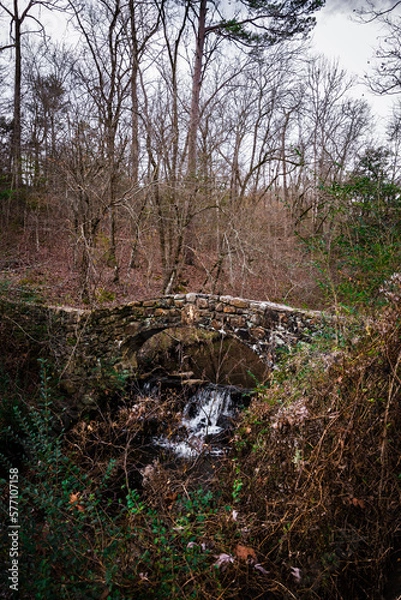Obraz forest in autumn