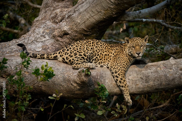 Obraz Jaguar (Panthera onca) resting along the Cuiabá River, Brazil