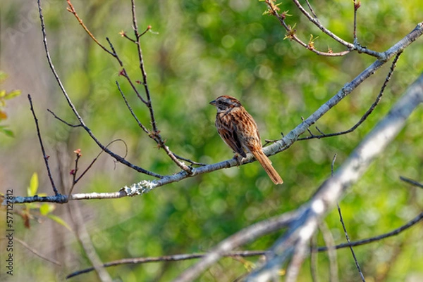Obraz Song sparrow on a branch